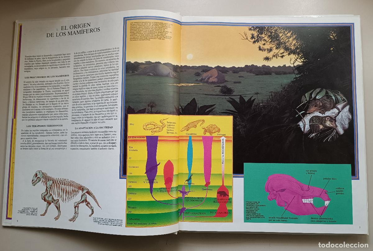 Libros de segunda mano: LOS ANFIBIOS Y LOS MAMIFEROS. HISTORIA DE LA EVOLUCION - Foto 5