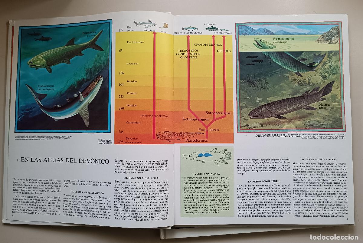 Libros de segunda mano: LOS ANFIBIOS Y LOS MAMIFEROS. HISTORIA DE LA EVOLUCION - Foto 6