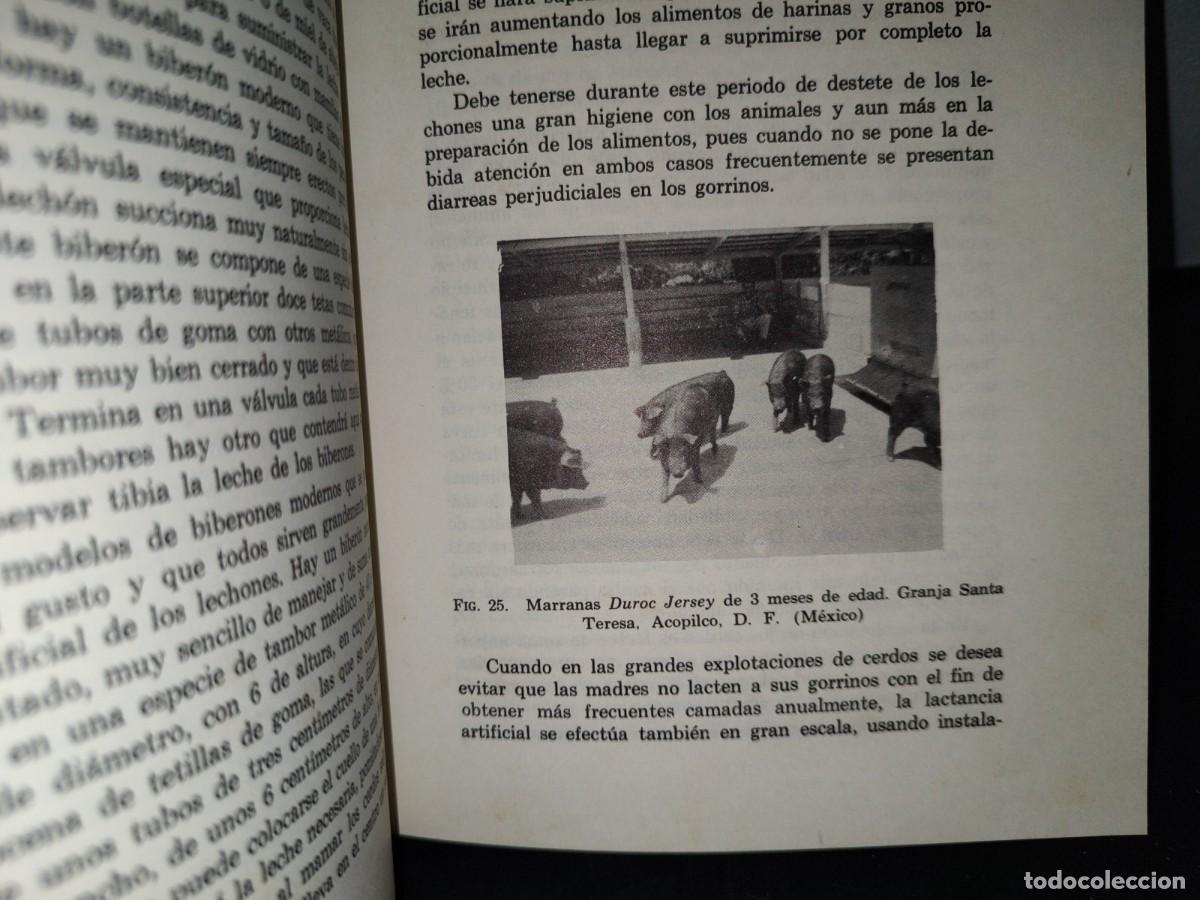 Libros de segunda mano: 58- EL CERDO. SU CR&Iacute;A Y EXPLOTACI&Oacute;N - LEOPOLDO ESCAMILLA ARCE - Foto 8