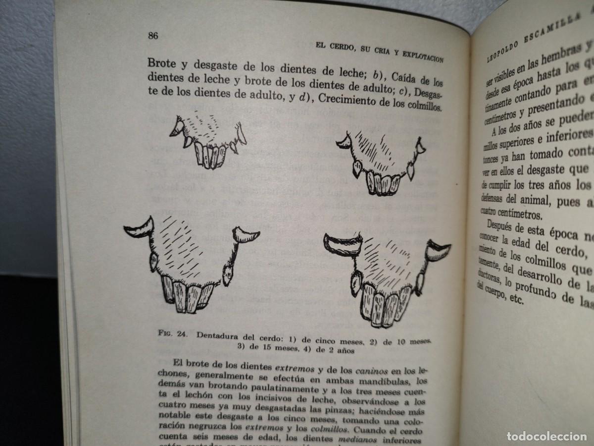 Libros de segunda mano: 58- EL CERDO. SU CR&Iacute;A Y EXPLOTACI&Oacute;N - LEOPOLDO ESCAMILLA ARCE - Foto 9
