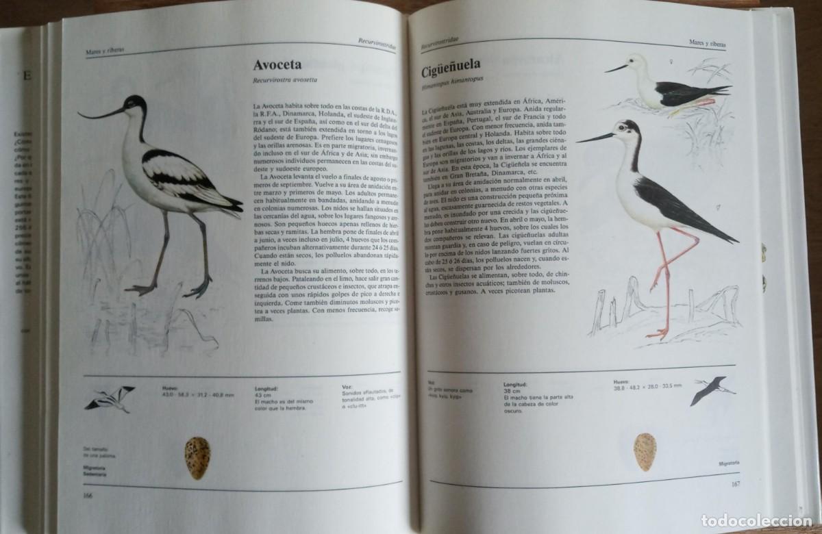 Libros de segunda mano: EL GRAN LIBRO DE LAS AVES DE EUROPA - SUSAETA - Foto 2