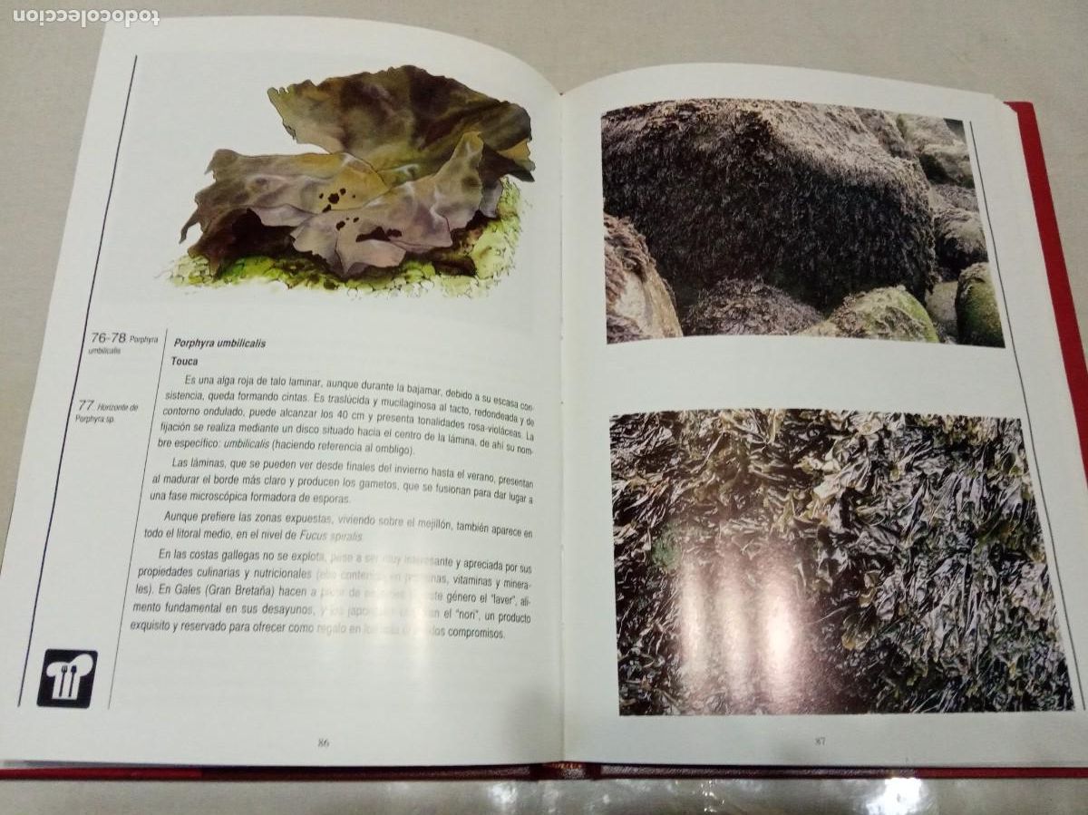 Libros de segunda mano: LAS ALGAS EN GALICIA. ALIMENTACI&Oacute;N Y OTROS USOS. - Foto 4
