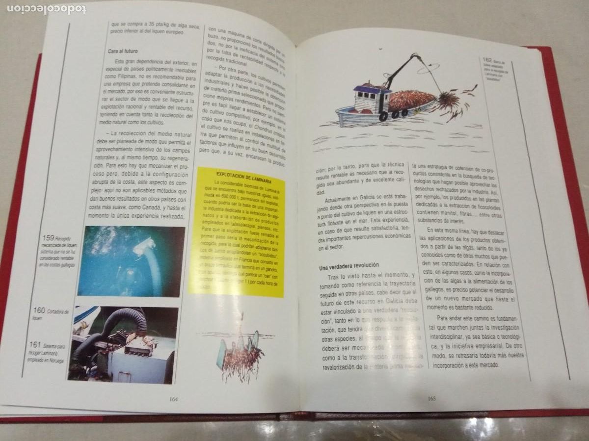 Libros de segunda mano: LAS ALGAS EN GALICIA. ALIMENTACI&Oacute;N Y OTROS USOS. - Foto 5