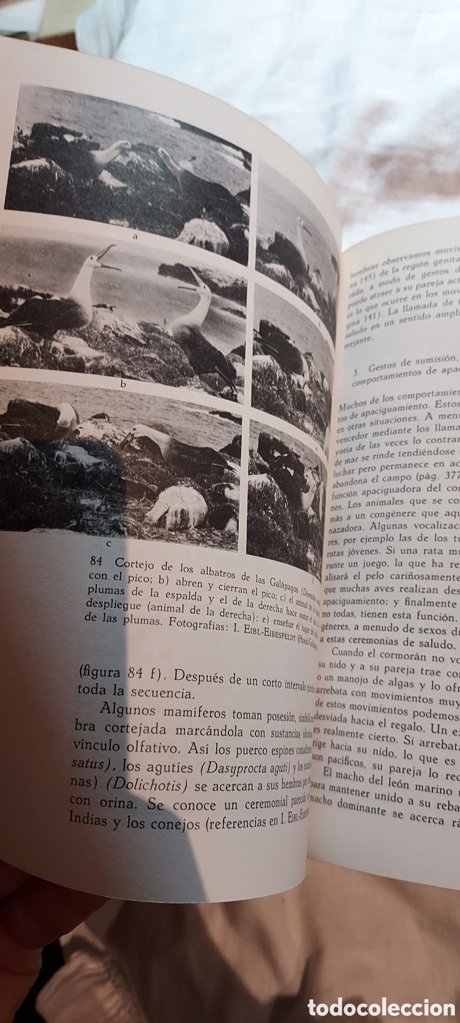 Libros de segunda mano: ETOLOGIA INTRODUCCION AL ESTUDIO COMPARADO DEL COMPORTAMIENTO.IRENAUS EIBI-EIBESFELDT.OMEGA 1979.-2&ordf; - Foto 12