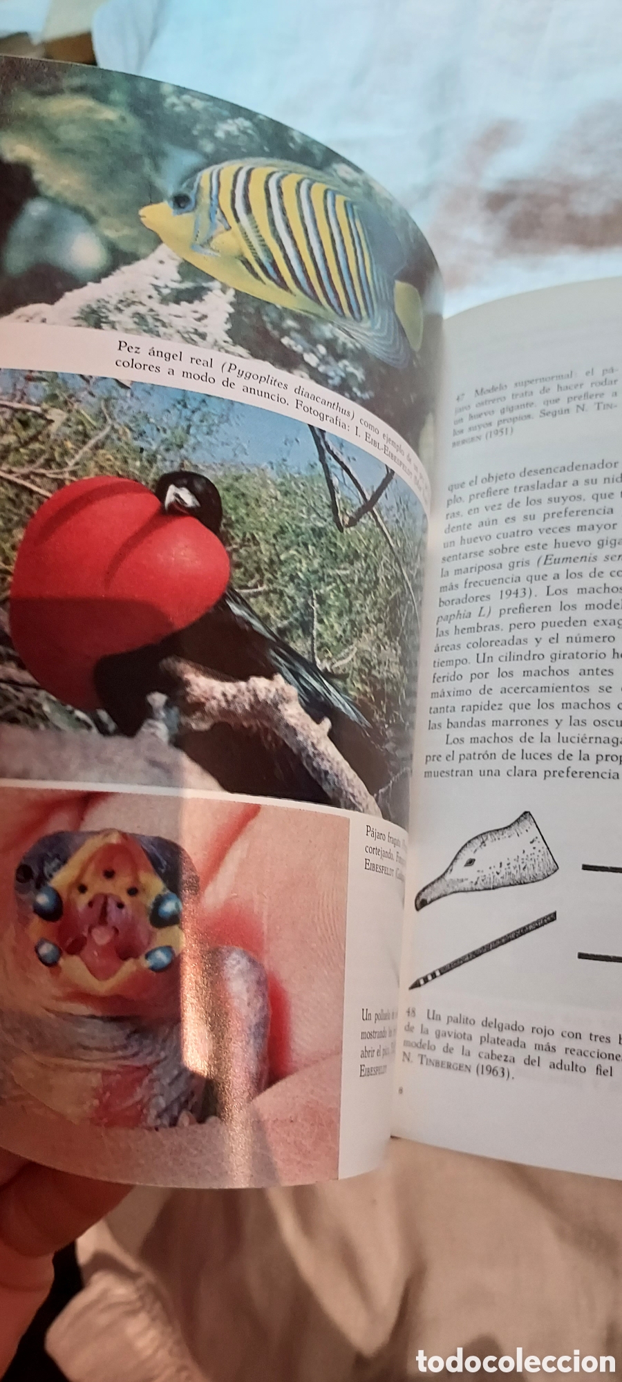 Libros de segunda mano: ETOLOGIA INTRODUCCION AL ESTUDIO COMPARADO DEL COMPORTAMIENTO.IRENAUS EIBI-EIBESFELDT.OMEGA 1979.-2&ordf; - Foto 13