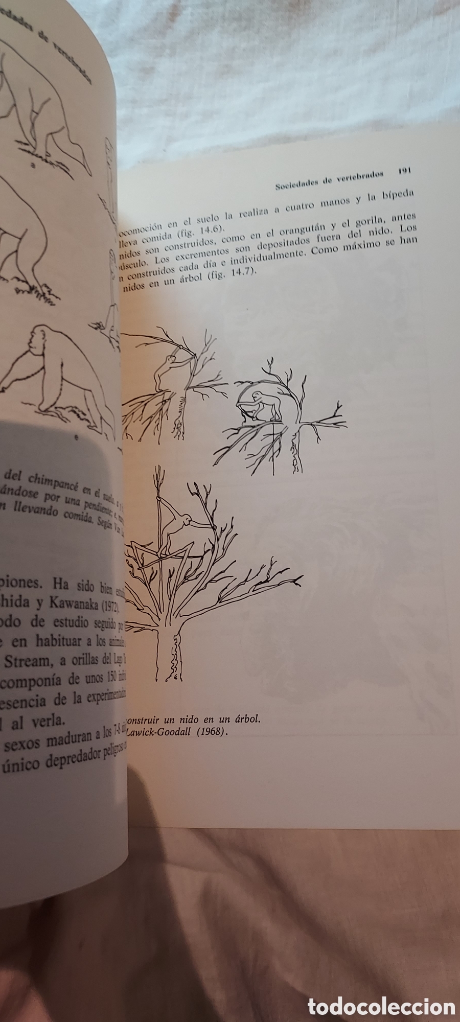 Libros de segunda mano: INTRODUCCION A LA ETOLOGIA.ANDRES DE HARO.EDICIONES OMEGA 1983 - Foto 6