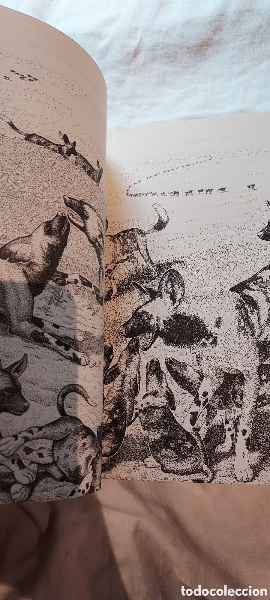 Libros de segunda mano: INTRODUCCION A LA ETOLOGIA.ANDRES DE HARO.EDICIONES OMEGA 1983 - Foto 7