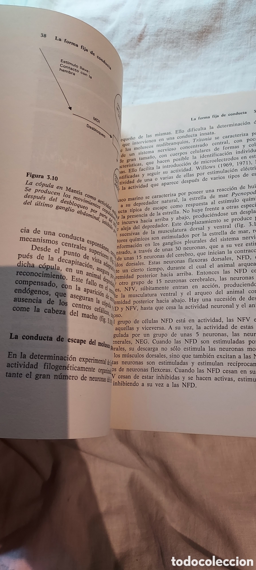 Libros de segunda mano: INTRODUCCION A LA ETOLOGIA.ANDRES DE HARO.EDICIONES OMEGA 1983 - Foto 11
