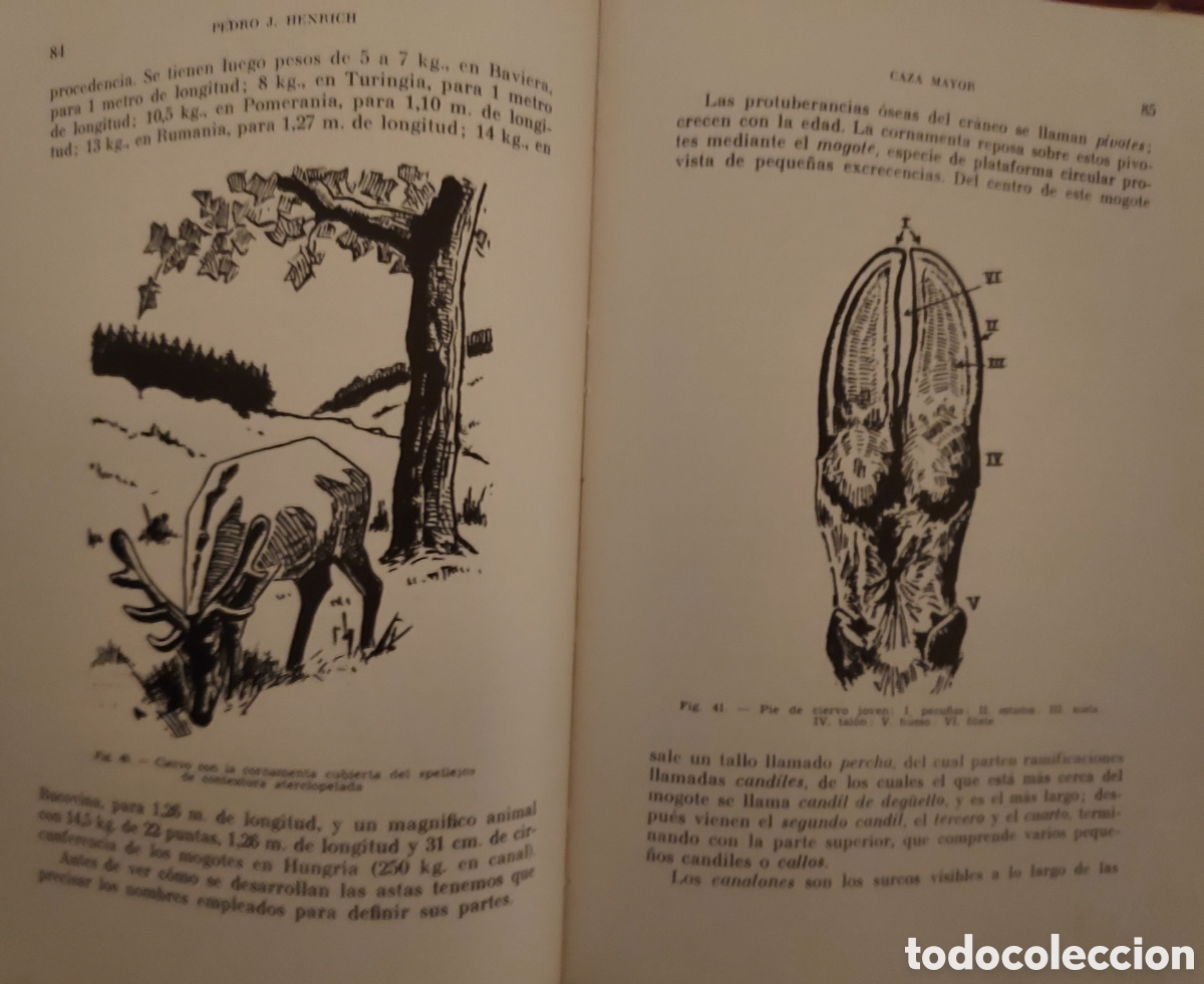 Libros de segunda mano: Libro CAZA MAYOR Ed. SINTES - Foto 2