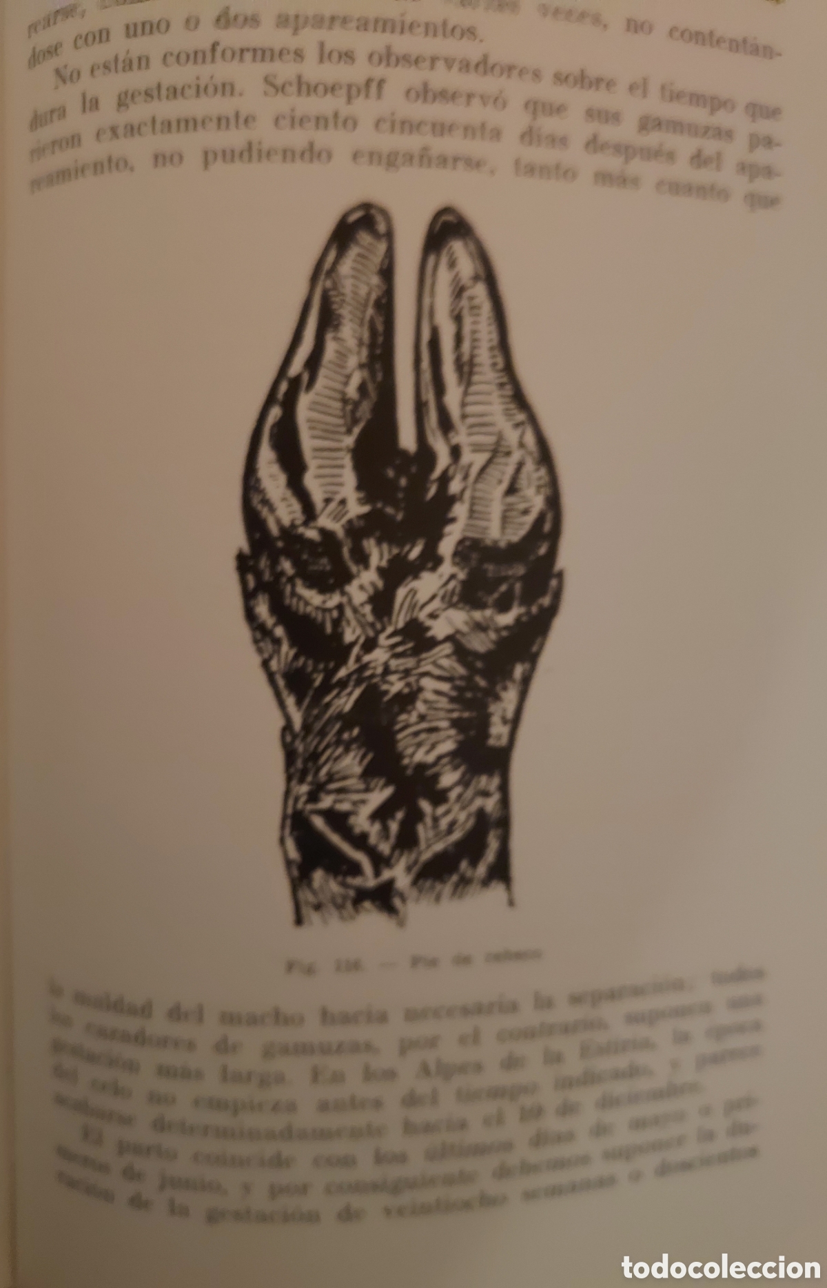 Libros de segunda mano: Libro CAZA MAYOR Ed. SINTES - Foto 3