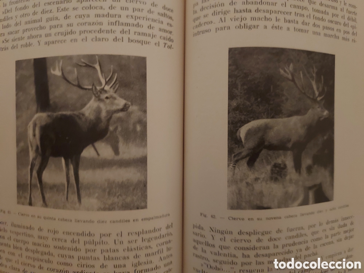 Libros de segunda mano: Libro CAZA MAYOR Ed. SINTES - Foto 5