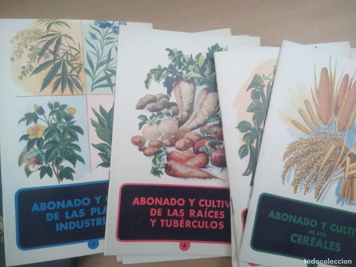 Libros de segunda mano: Libro Monografias Agricolas a&ntilde;o 1951 - Foto 7