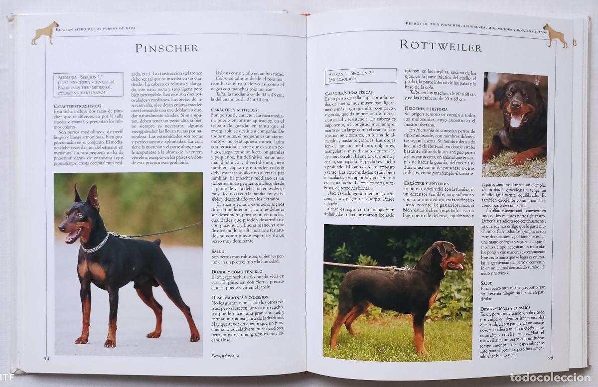 Libros de segunda mano: EL GRAN LIBRO DE LOS PERROS DE RAZA. VALERIA ROSSI. - Foto 3