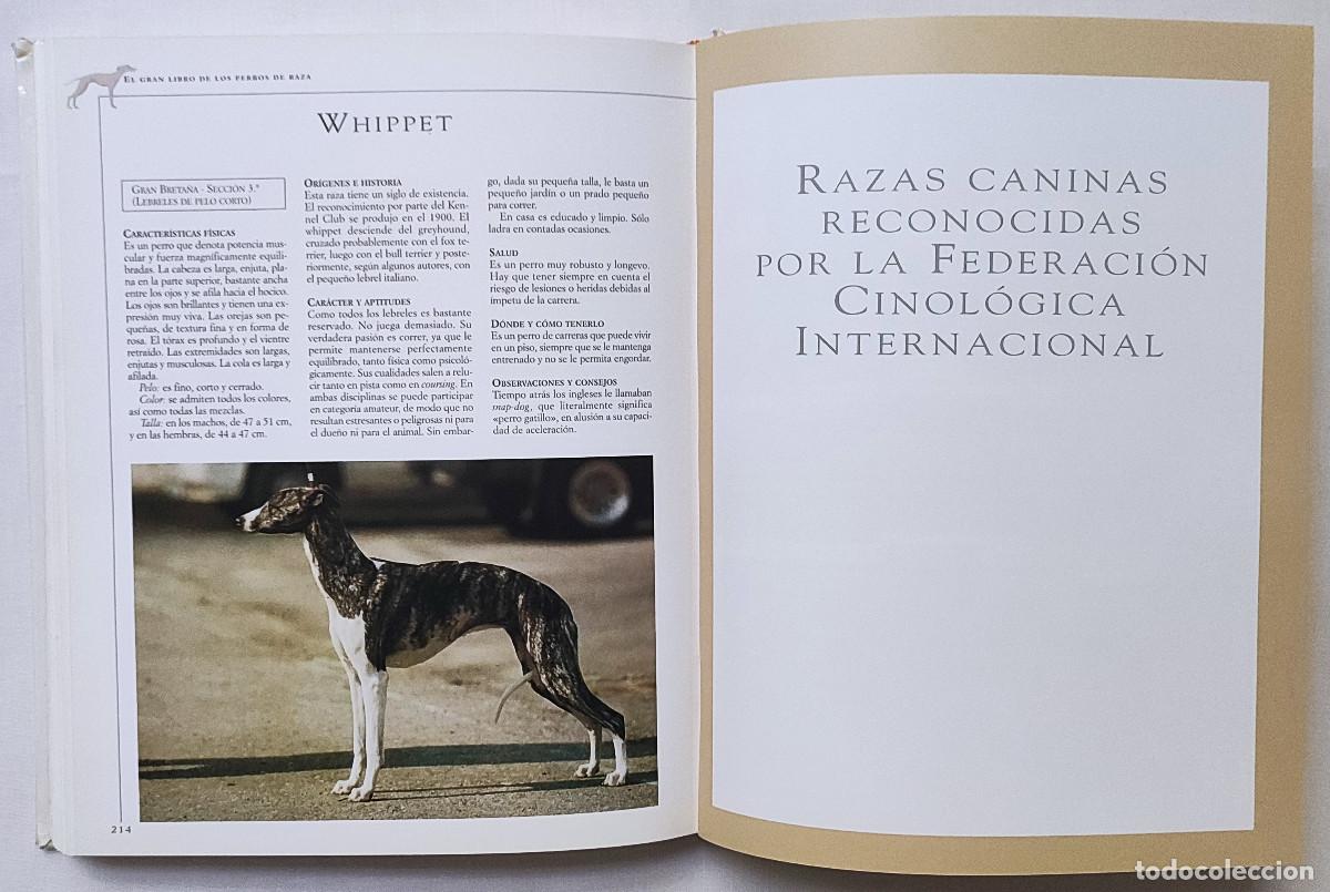 Libros de segunda mano: EL GRAN LIBRO DE LOS PERROS DE RAZA. VALERIA ROSSI. - Foto 4