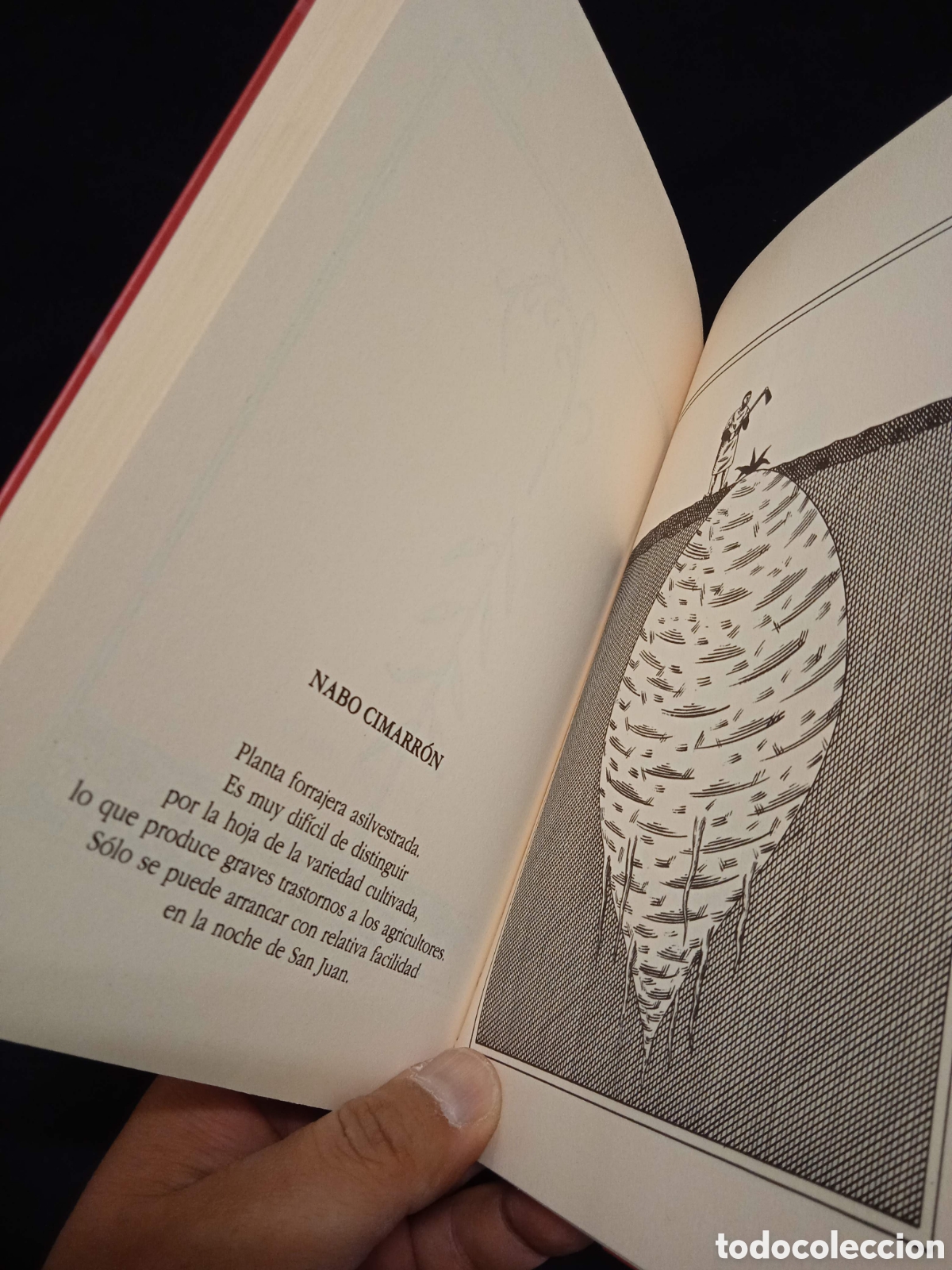 Libros de segunda mano: BESTIARIO - OPS - MEDUSA 2002 (2a ED AUMENTADA) #7788 - Foto 6