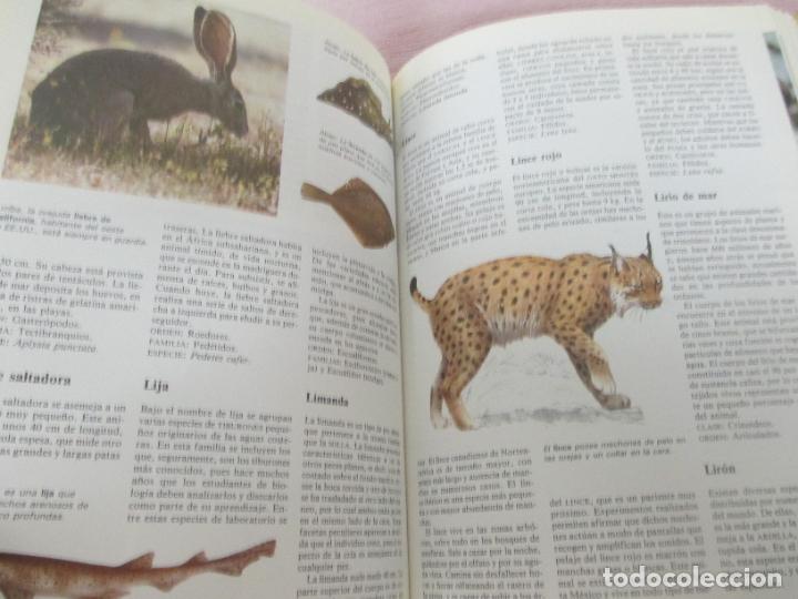 Libros de segunda mano: DICCIONARIO DE ANIMALES - MICHAEL CHINERY - CIRCULO DE LECTORES 1987 - EXCELENTE - Foto 5