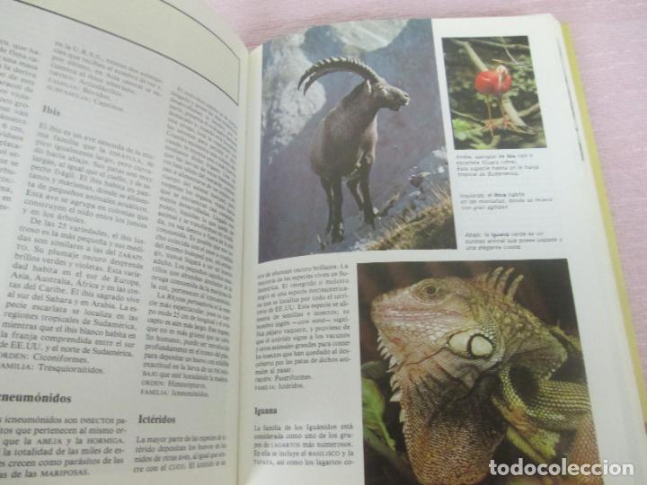Libros de segunda mano: DICCIONARIO DE ANIMALES - MICHAEL CHINERY - CIRCULO DE LECTORES 1987 - EXCELENTE - Foto 8