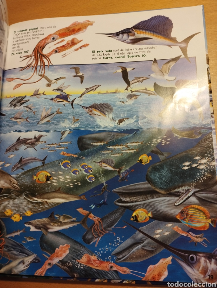 Libros de segunda mano: BUSCA ELS ANIMALS AQU&Agrave;TICS (SUSAETA) - Foto 5