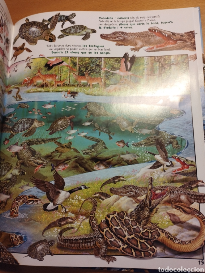 Libros de segunda mano: BUSCA ELS ANIMALS AQU&Agrave;TICS (SUSAETA) - Foto 8