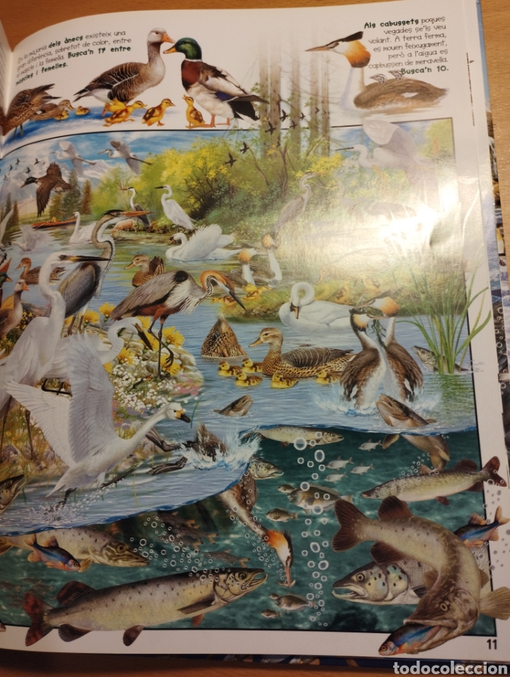 Libros de segunda mano: BUSCA ELS ANIMALS AQU&Agrave;TICS (SUSAETA) - Foto 9
