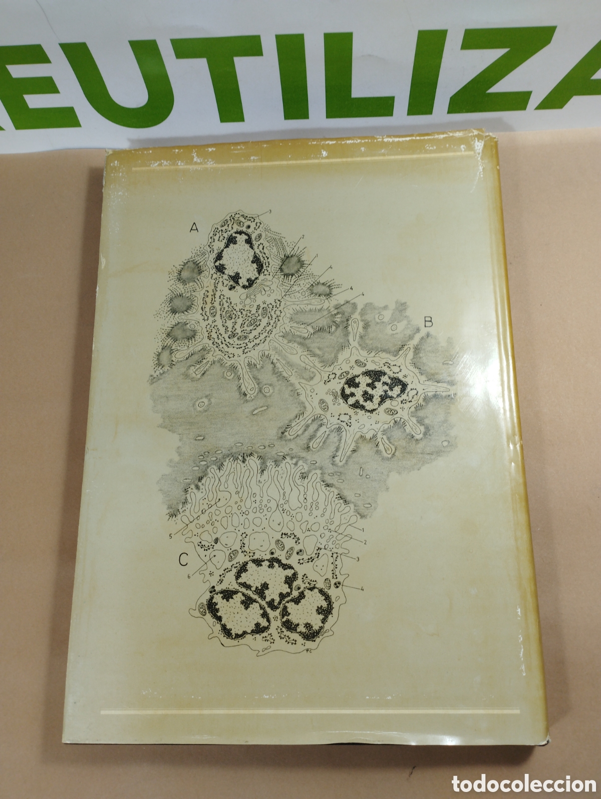 Libros de segunda mano: Funcional electronic histology. Paris constsntinides. Elsevier. - Foto 2