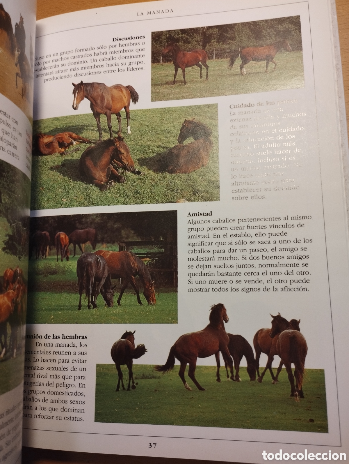 Libros de segunda mano: MANUAL COMPLETO DEL CUIDADO DEL CABALLO (COLIN VOGEL) - Foto 14