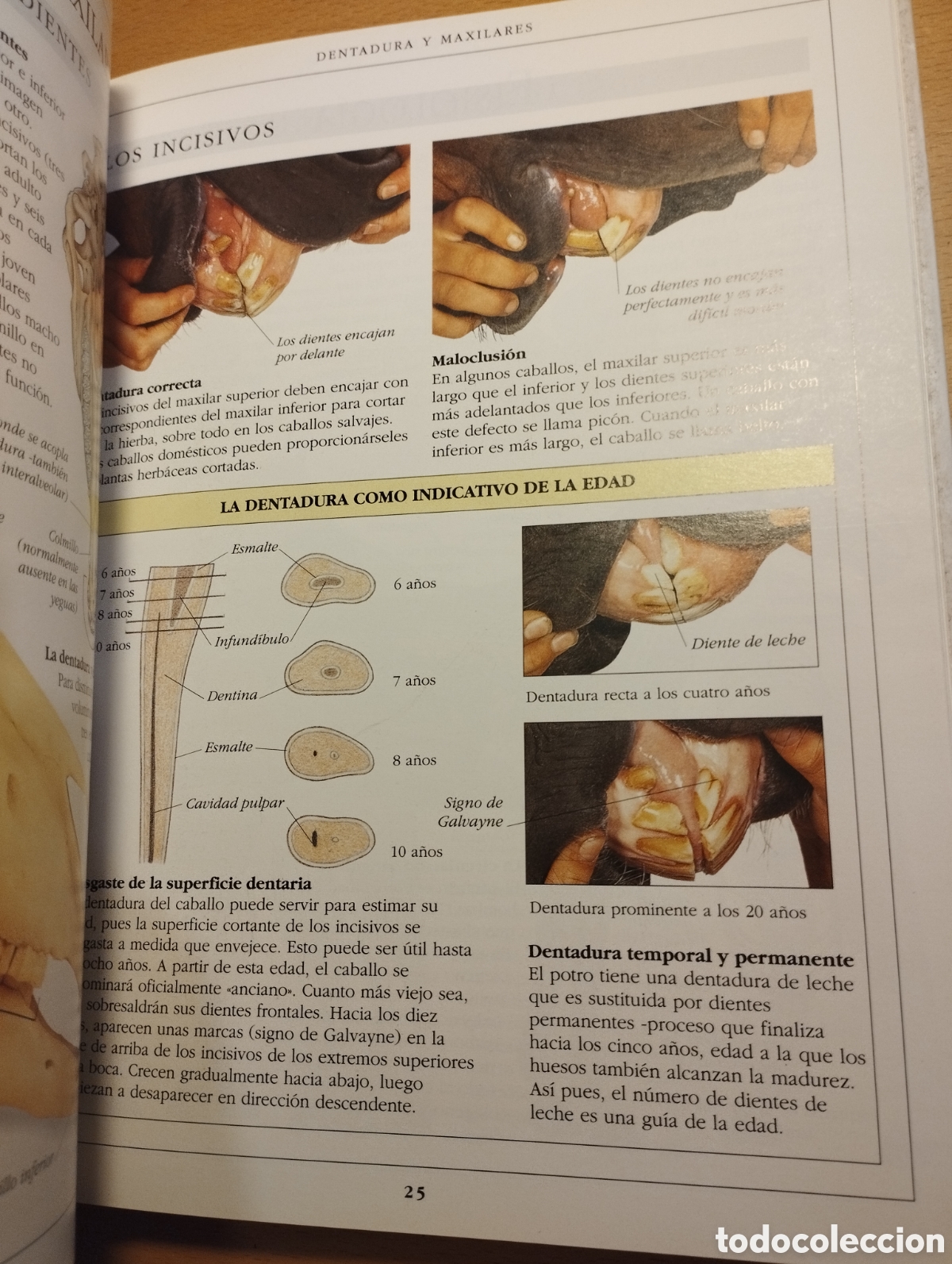 Libros de segunda mano: MANUAL COMPLETO DEL CUIDADO DEL CABALLO (COLIN VOGEL) - Foto 15