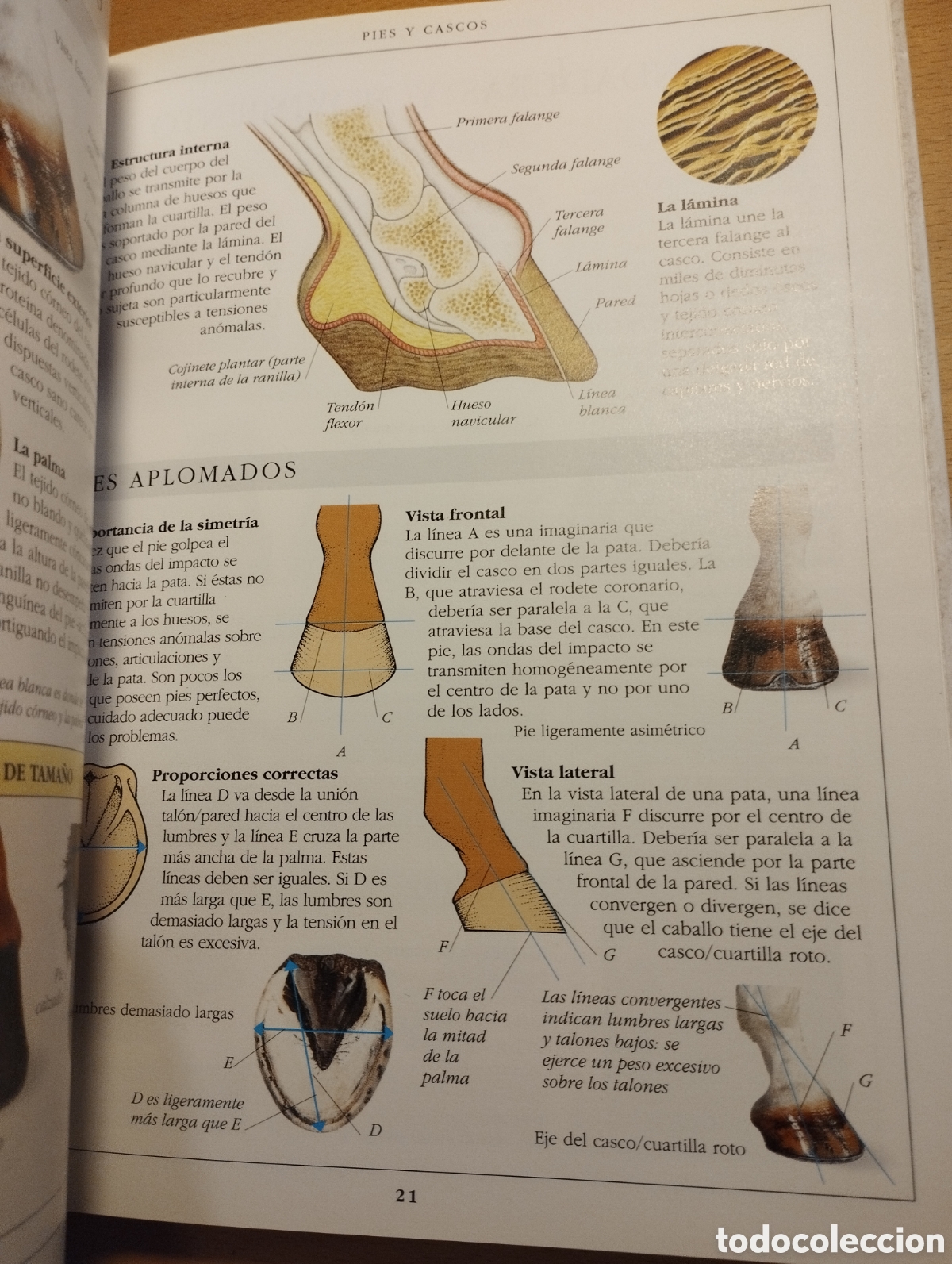 Libros de segunda mano: MANUAL COMPLETO DEL CUIDADO DEL CABALLO (COLIN VOGEL) - Foto 16