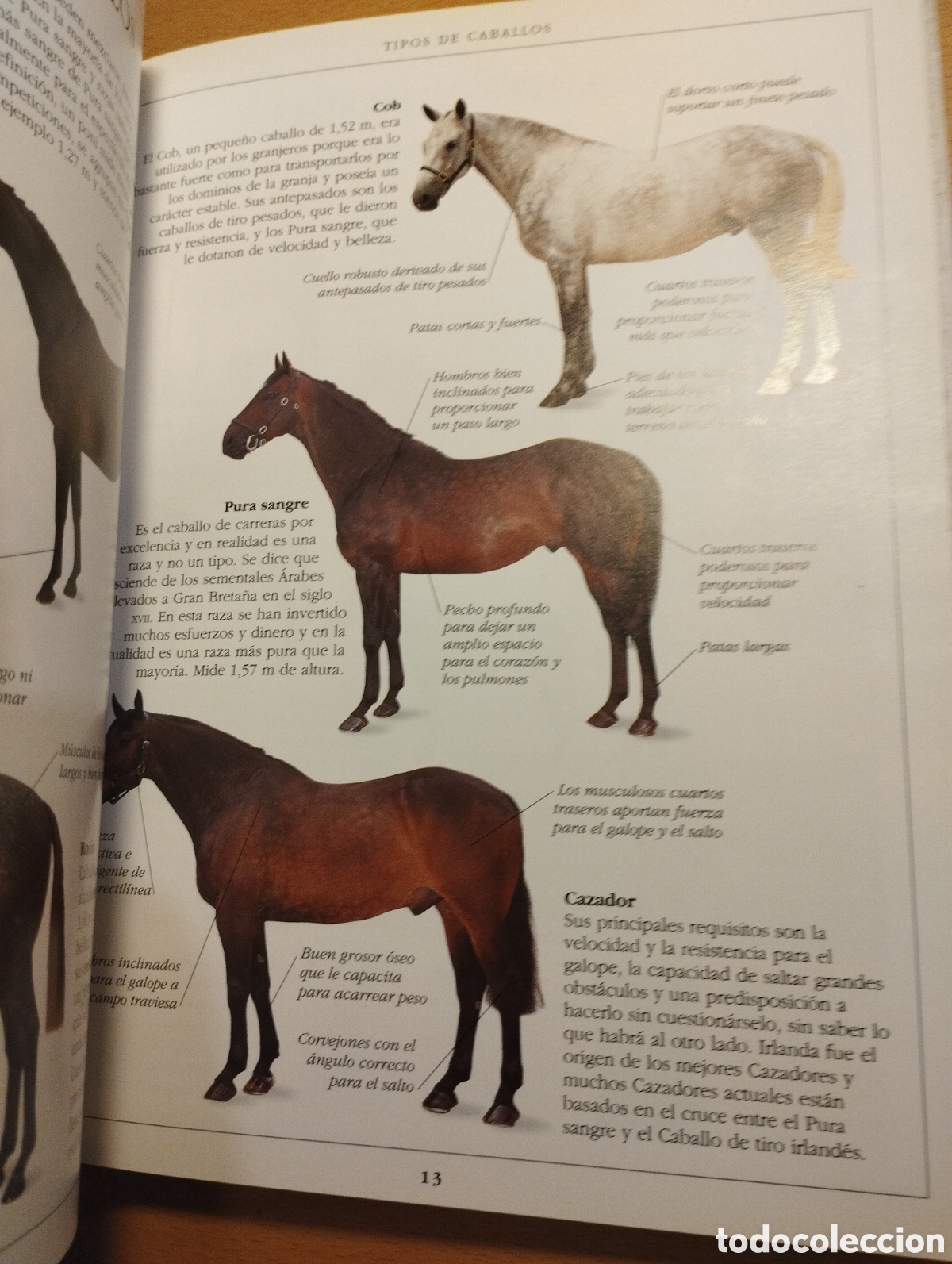 Libros de segunda mano: MANUAL COMPLETO DEL CUIDADO DEL CABALLO (COLIN VOGEL) - Foto 18
