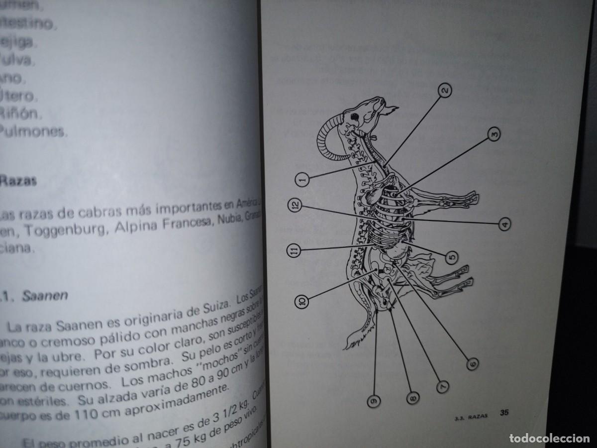 Libros de segunda mano: 70- MANUALES PARA EDUCACI&Oacute;N AGROPECUARIA. CABRAS - Foto 8