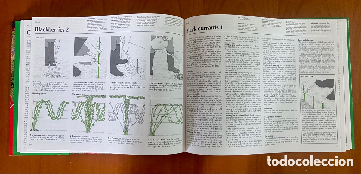 Libros de segunda mano: GARDENING TECHNIQUES - STEP-BY-STEP. THE ROYAL HORTICULTURAL SOCIETYS - CHRISTOPHER BRICKELL 1993 - Foto 3