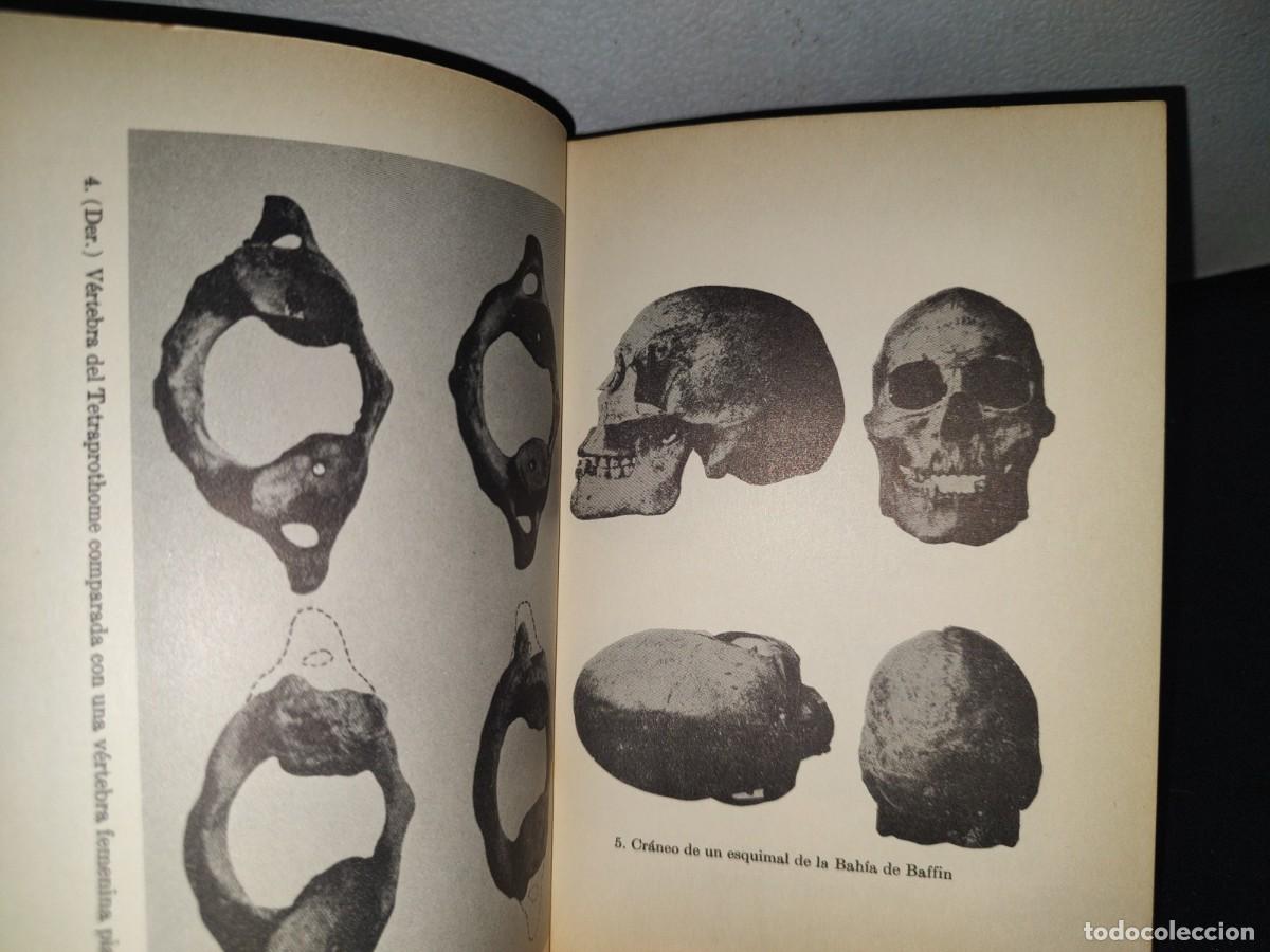 Libros de segunda mano: 71- LOS OR&Iacute;GENES DEL HOMBRE AMERICANO - PAUL RIVET - 1966 - Foto 7