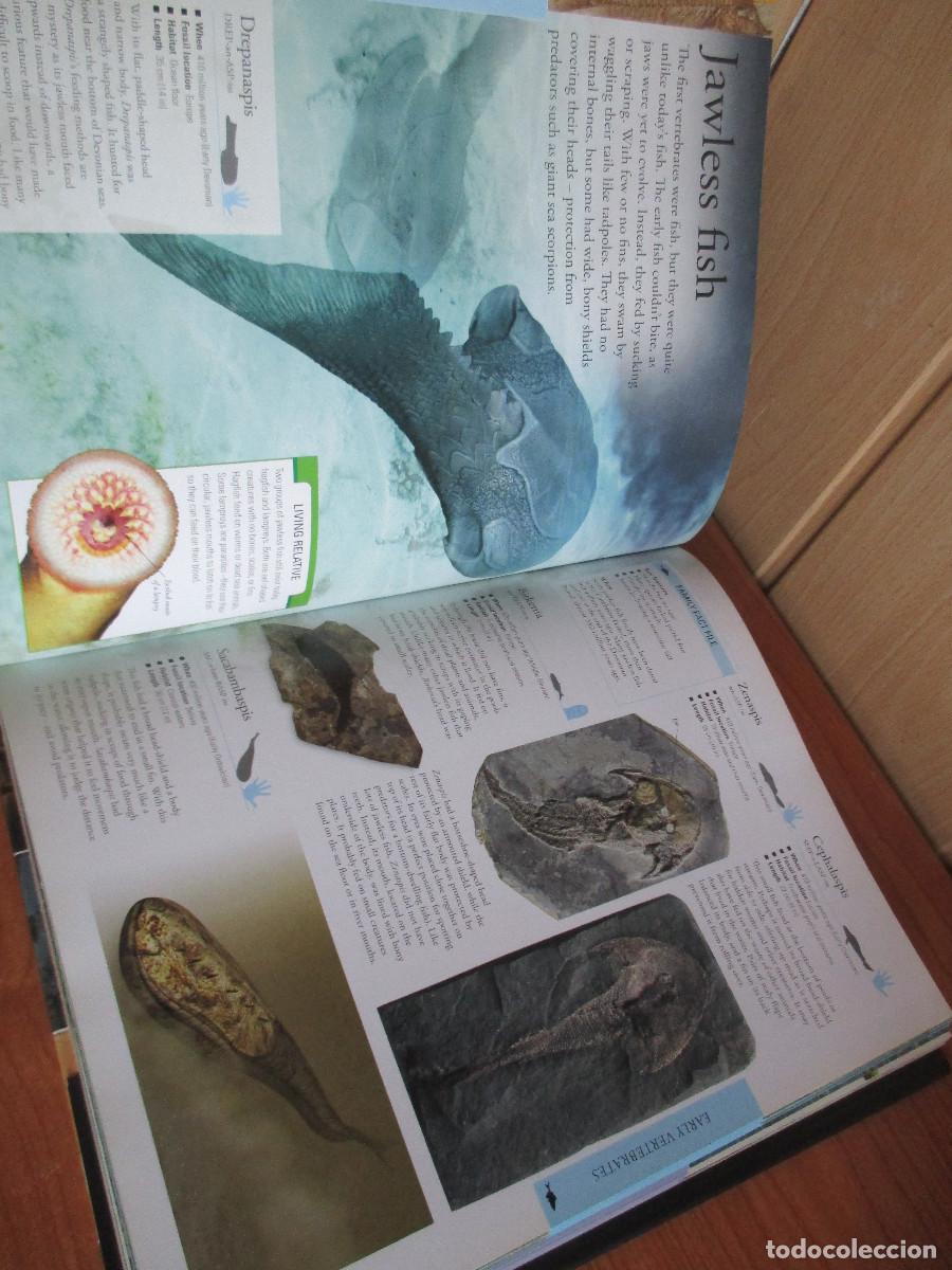 Libros de segunda mano: DK: LIBRO DINOSAURS ( EN INGLES ) - Foto 5