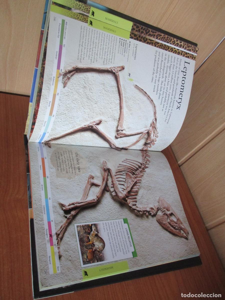 Libros de segunda mano: DK: LIBRO DINOSAURS ( EN INGLES ) - Foto 6