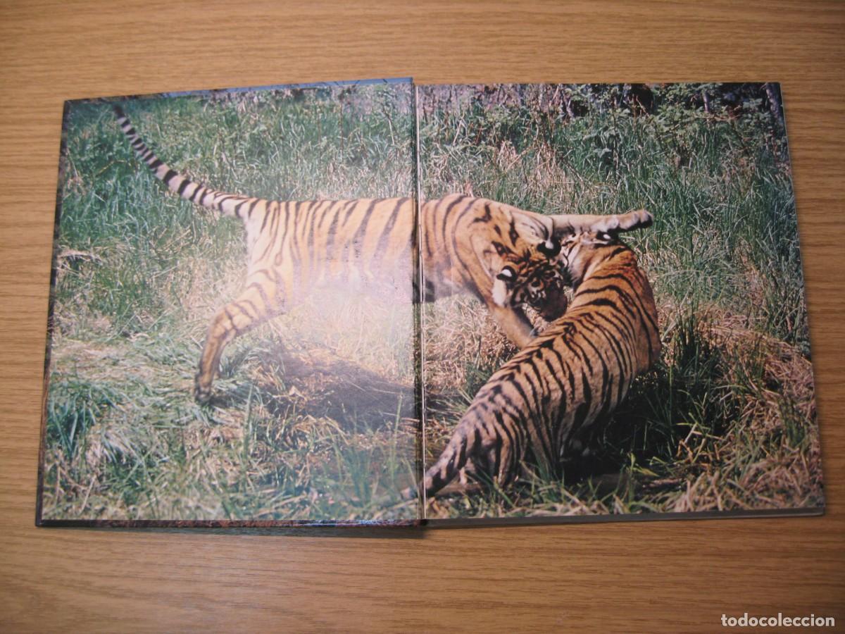 Libros de segunda mano: TIGRARNA. VART ST&Ouml;RSTA &Auml;VENTYR. JAN LINDBLAD. 1982 - Foto 4
