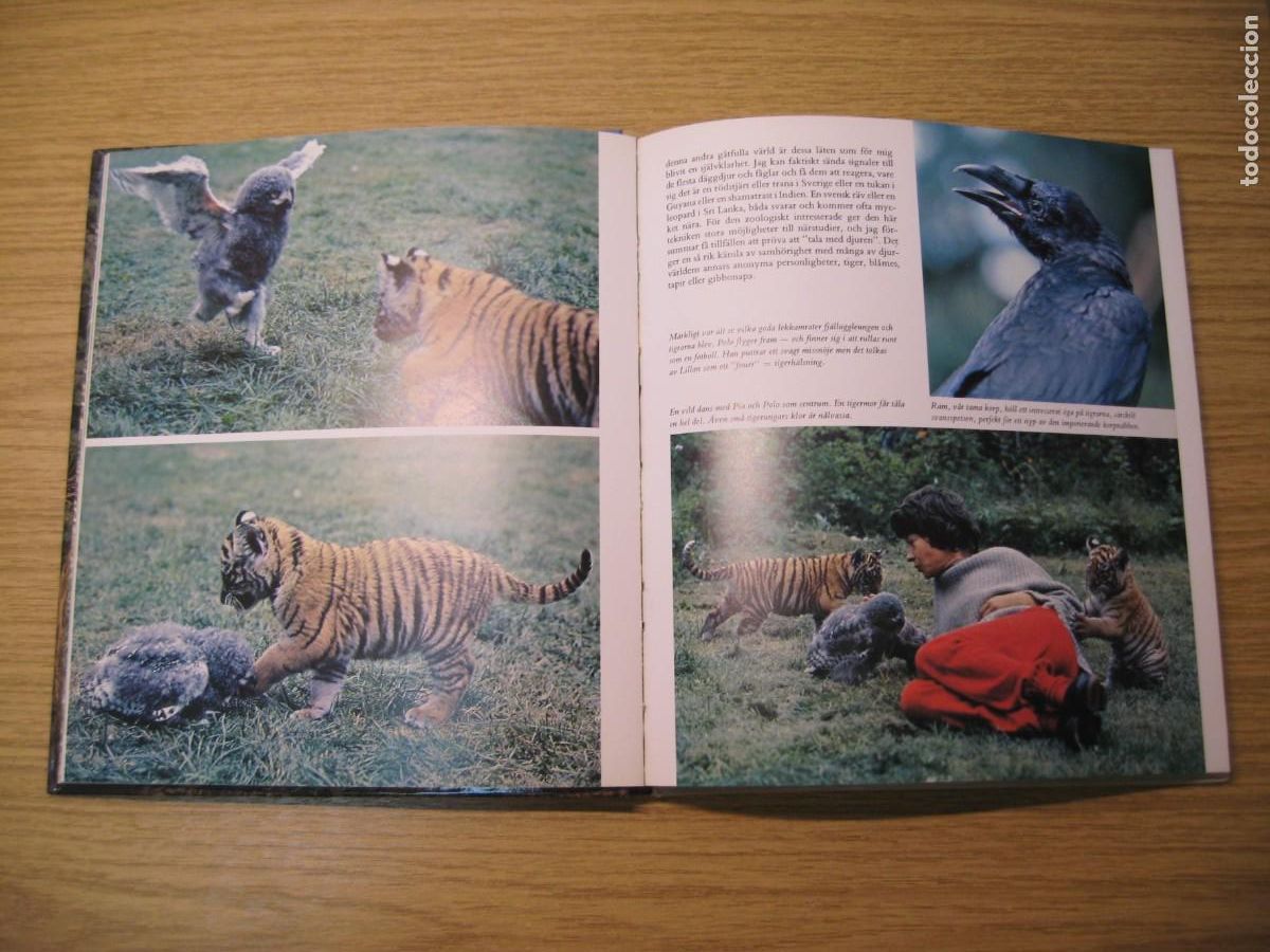 Libros de segunda mano: TIGRARNA. VART ST&Ouml;RSTA &Auml;VENTYR. JAN LINDBLAD. 1982 - Foto 10