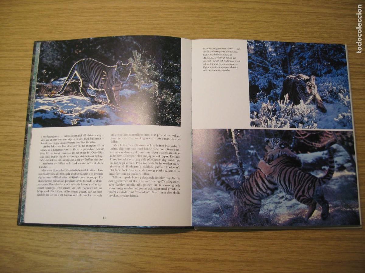 Libros de segunda mano: TIGRARNA. VART ST&Ouml;RSTA &Auml;VENTYR. JAN LINDBLAD. 1982 - Foto 11