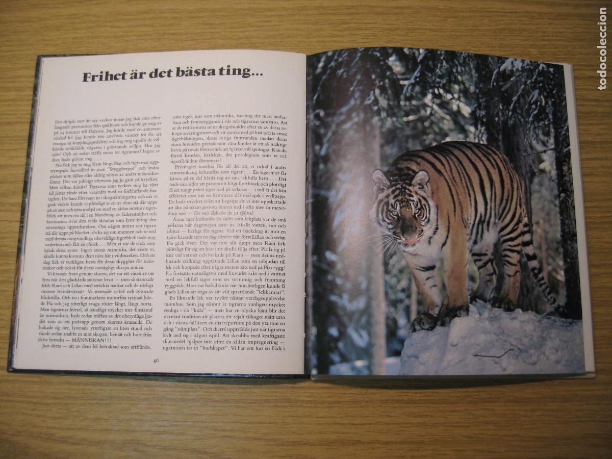 Libros de segunda mano: TIGRARNA. VART ST&Ouml;RSTA &Auml;VENTYR. JAN LINDBLAD. 1982 - Foto 12