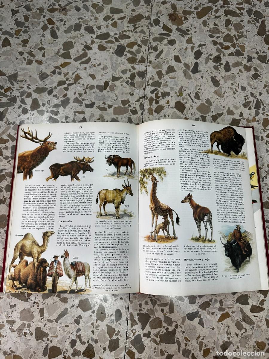 Libros de segunda mano: ENCICLOP&Eacute;DIA AREA-5 ED. TIMUN MAS. 1976 - Foto 13