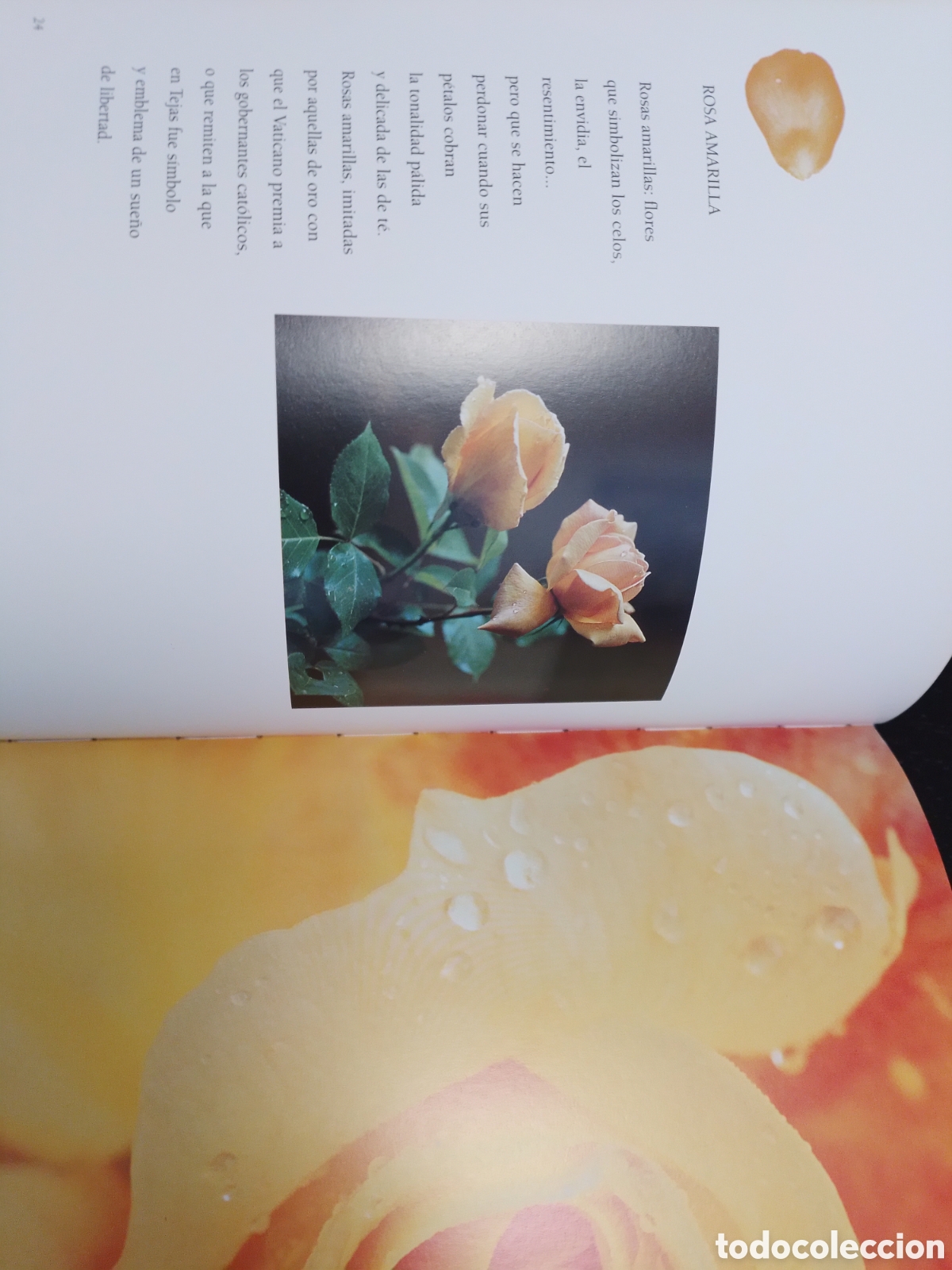 Libros de segunda mano: EL LIBRO DE LA ROSA, ARTE / ART, RBA, 2003 - Foto 3