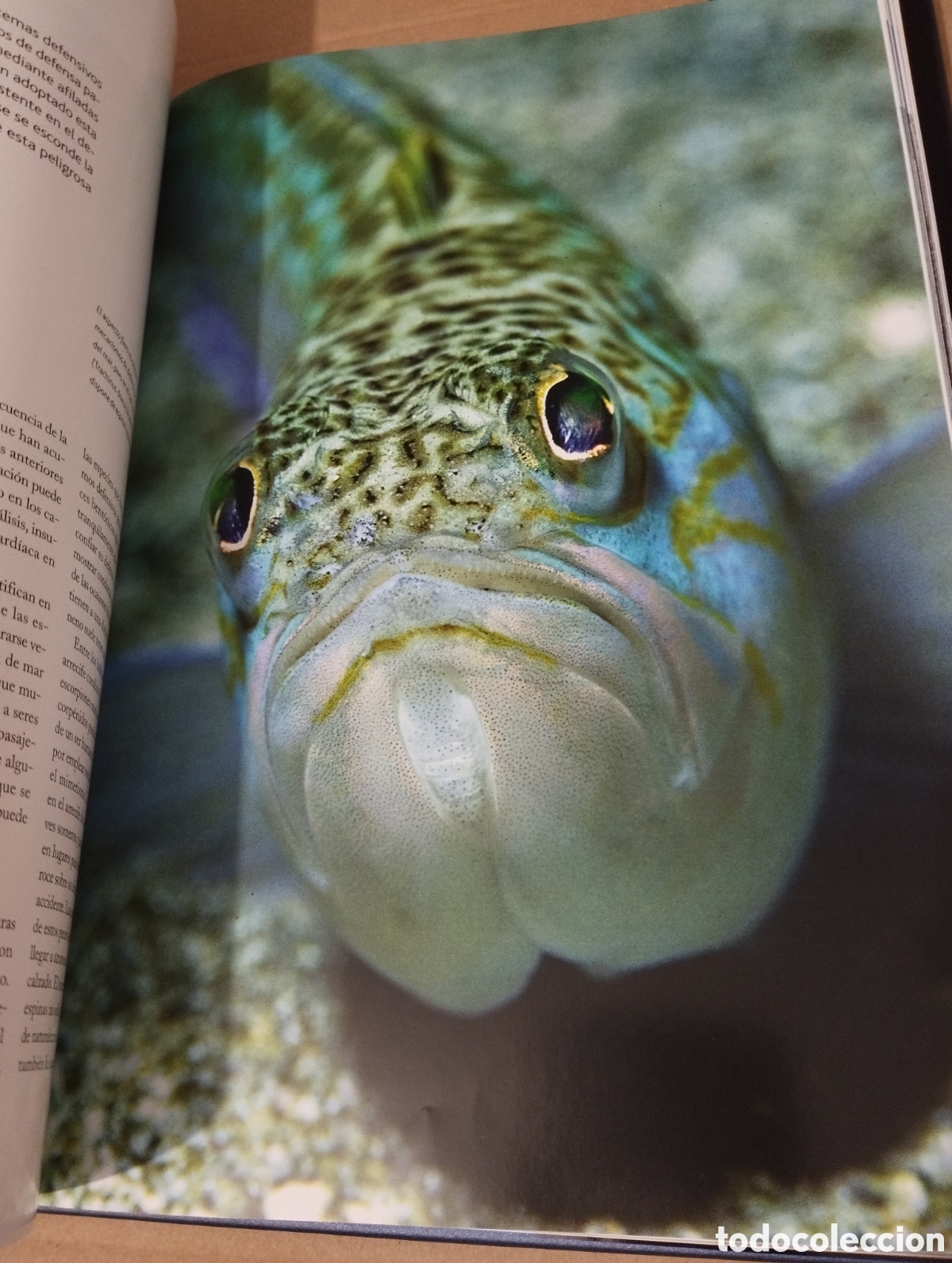 Libros de segunda mano: EL AGUA Y LA VIDA. EL HOMBRE Y EL MAR (PLANETA) - Foto 10