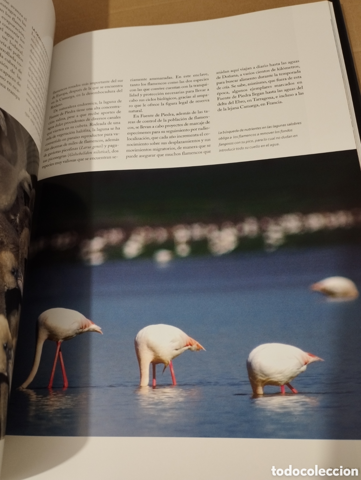 Libros de segunda mano: EL AGUA Y LA VIDA. LA VIDA Y EL MAR (PLANETA) - Foto 6