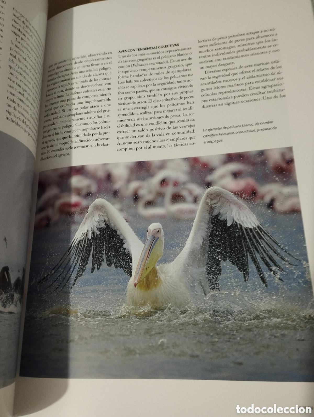 Libros de segunda mano: EL AGUA Y LA VIDA. LA VIDA Y EL MAR (PLANETA) - Foto 11