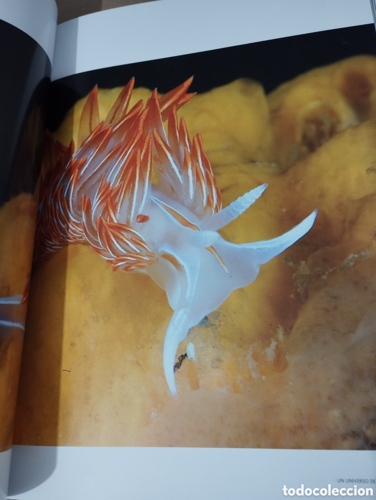 Libros de segunda mano: EL AGUA Y LA VIDA. LA VIDA Y EL MAR (PLANETA) - Foto 14