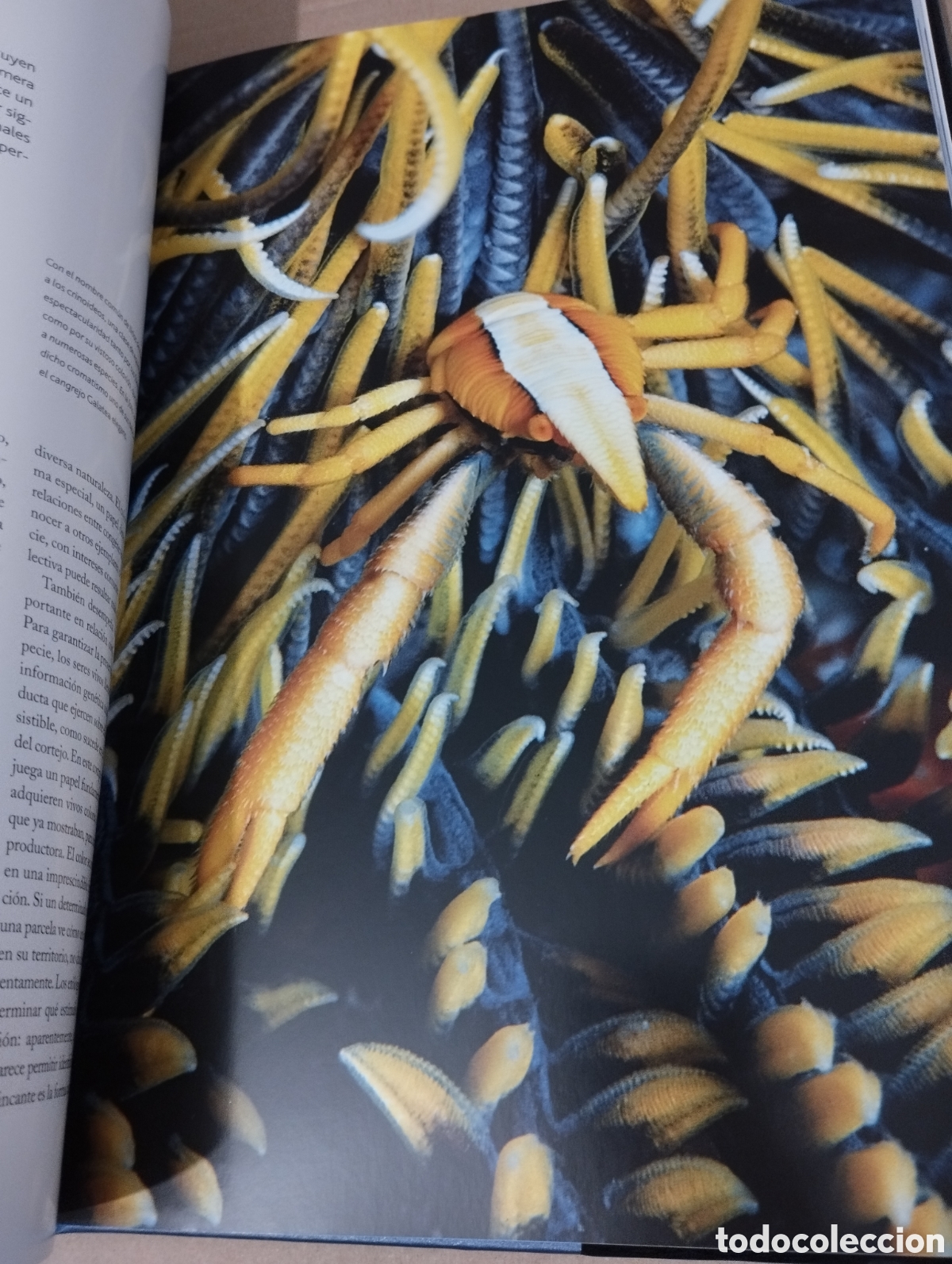 Libros de segunda mano: EL AGUA Y LA VIDA. LA VIDA Y EL MAR (PLANETA) - Foto 15