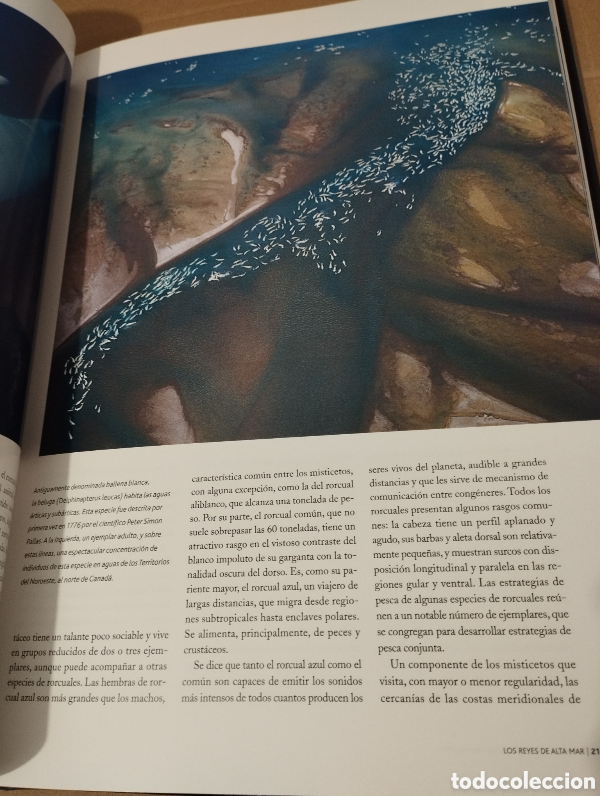 Libros de segunda mano: EL AGUA Y LA VIDA. LA VIDA Y EL MAR (PLANETA) - Foto 20