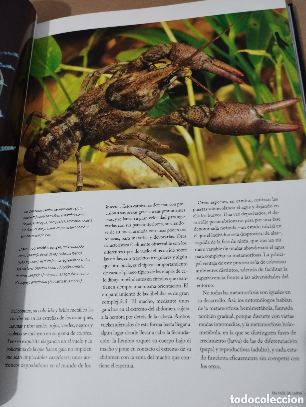 Libros de segunda mano: EL AGUA Y LA VIDA. LA CUNA DE LA VIDA (PLANETA) - Foto 14