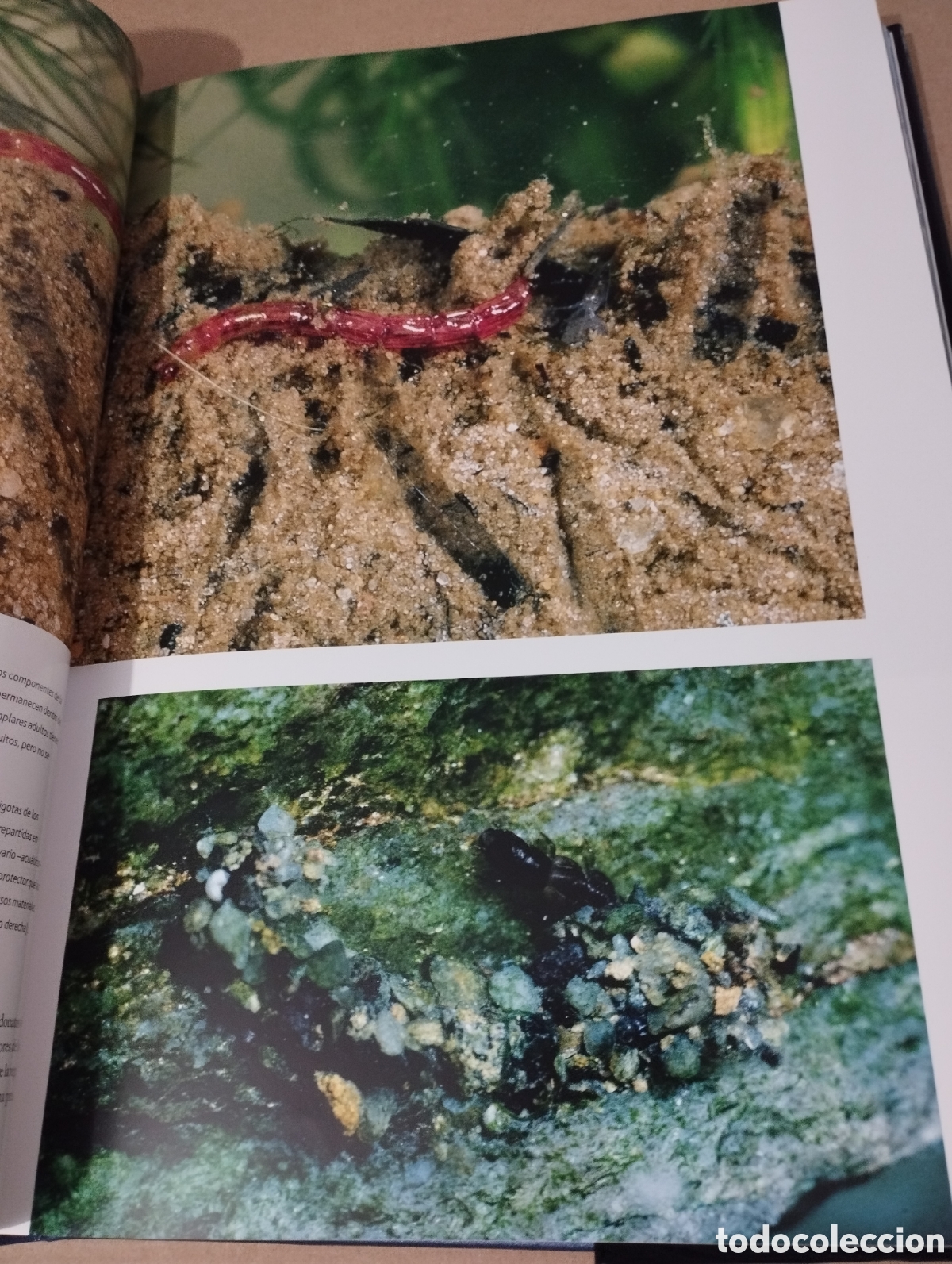 Libros de segunda mano: EL AGUA Y LA VIDA. LA CUNA DE LA VIDA (PLANETA) - Foto 15