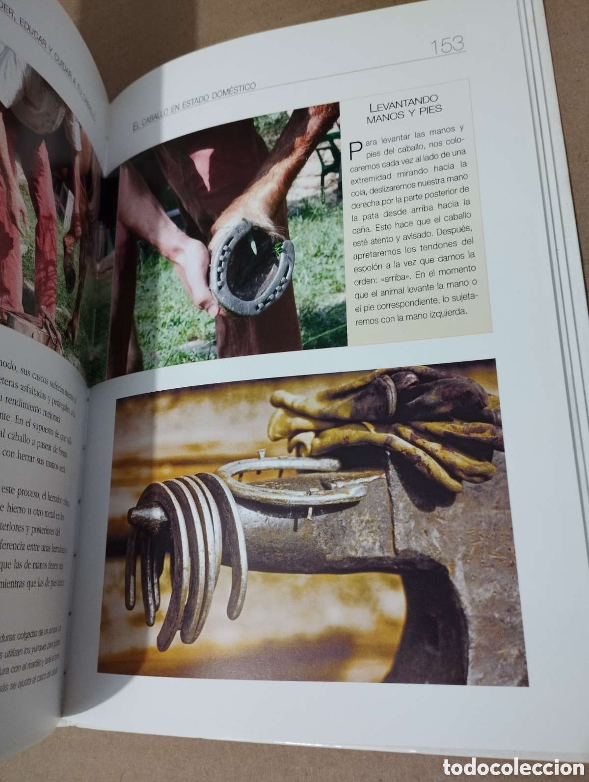 Libros de segunda mano: ENTENDER, EDUCAR Y CUIDAR A TU CABALLO (LUZ AGUILAR ESPINOSA) - Foto 5