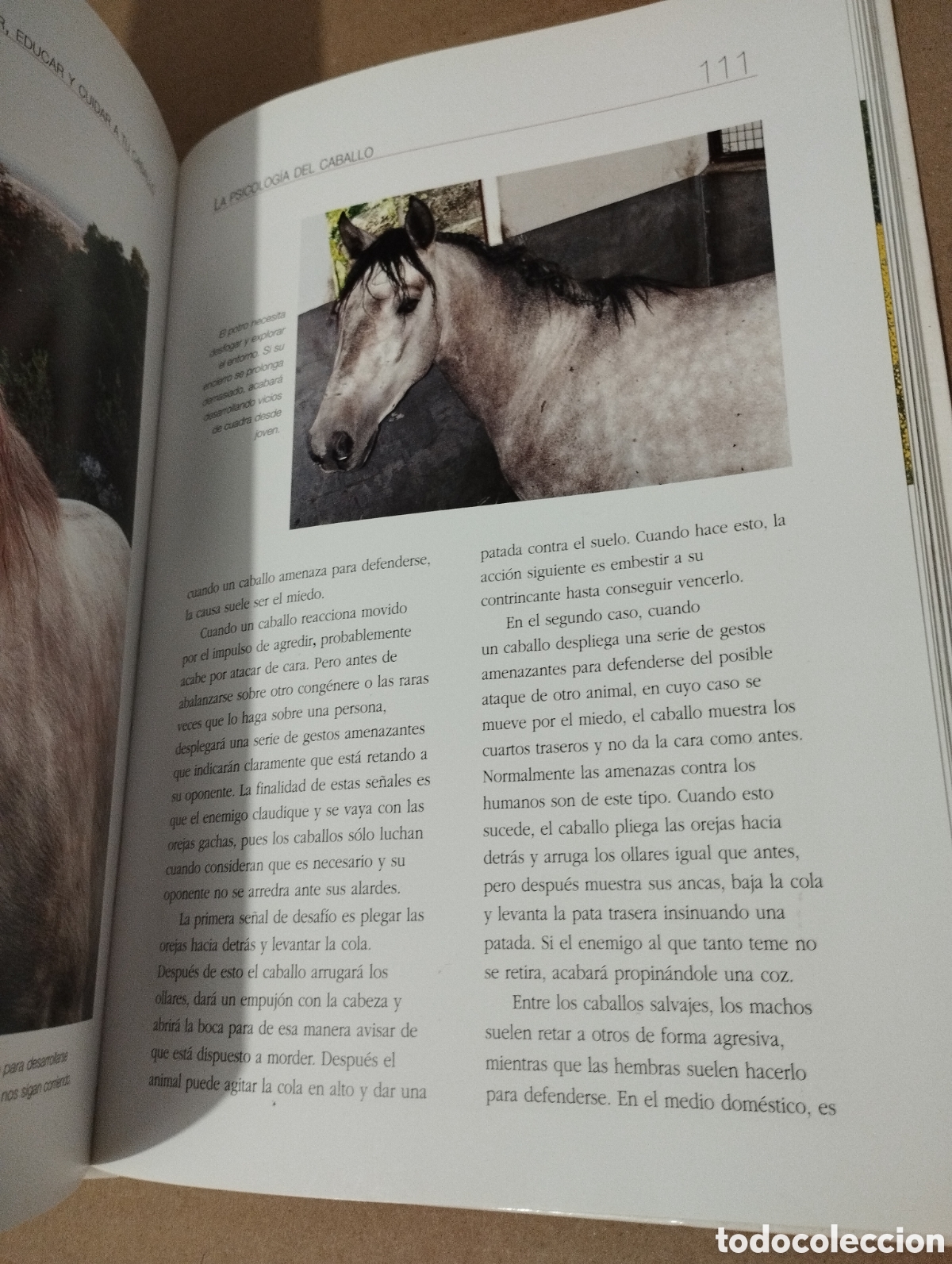 Libros de segunda mano: ENTENDER, EDUCAR Y CUIDAR A TU CABALLO (LUZ AGUILAR ESPINOSA) - Foto 9